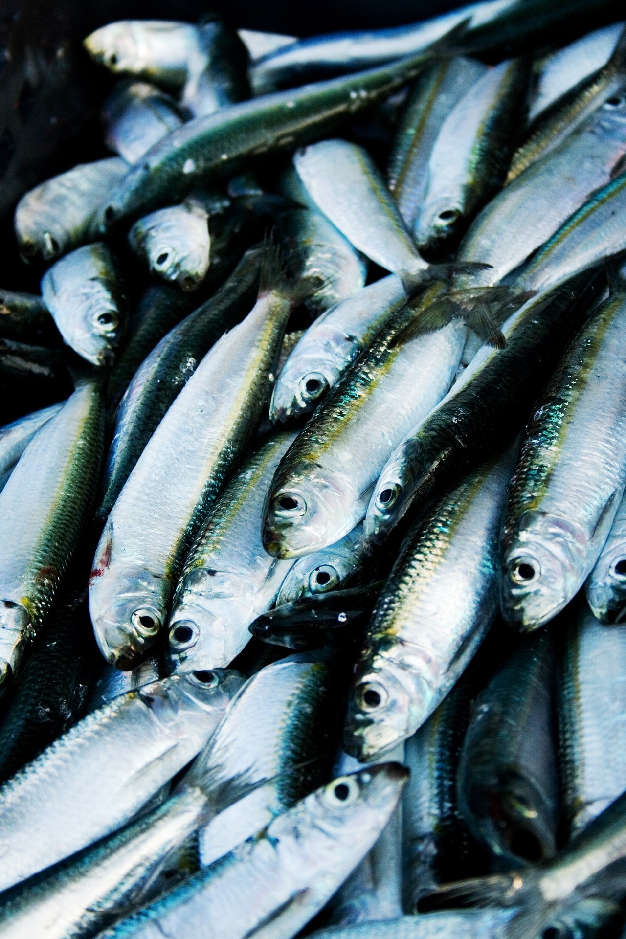 herring-1336640_1920